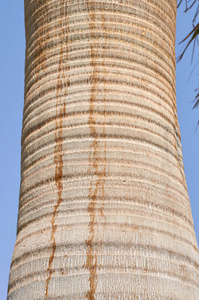 棕树树皮木材纹理的宏观照片。