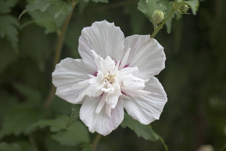 莎伦美丽的玫瑰照片