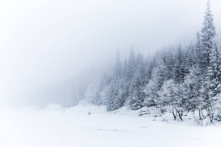 冬季白色森林全景与雪在塔特拉山圣诞背景。 全景美丽的冬季励志景观。