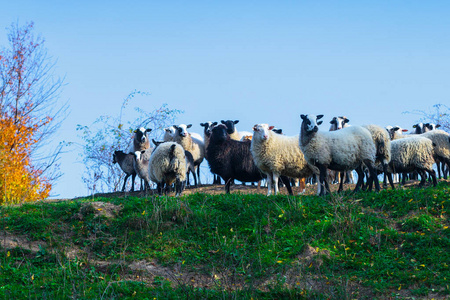 萨福克和德国美利奴的一群羊正在山上牧场放牧。 喀尔巴阡山脉秋季在乌克兰西部。