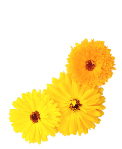 三朵黄色和橙色金盏花在白色背景的角落，有复制空间