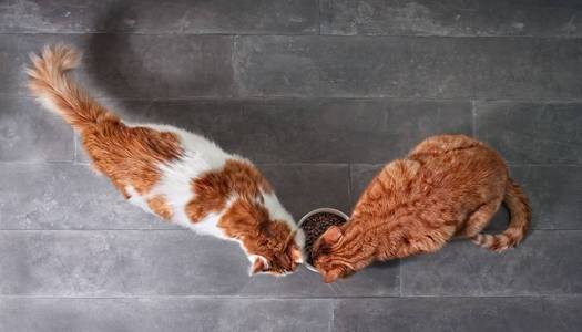 两只可爱的塔比猫一起吃干粮，从一个白色的碗，从一个高角度的角度看，在一个石头背景与复制空间。