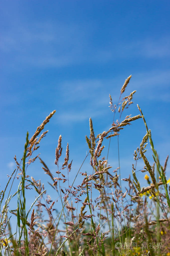 夏日草甸蒲公英草地蓝天南德田田