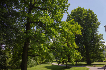 德国南部城市公园绿地春日树木
