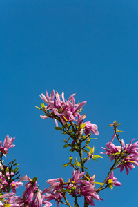玉兰花叶在美丽的蓝天上绽放，春天阳光明媚，快乐的假期，南德农村