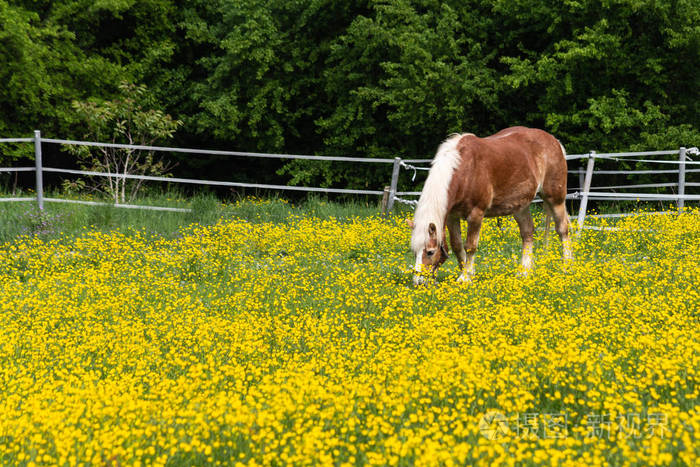 ţڲݵʲôд_дţڲݵ_ݵϵĻţ