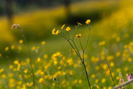 在德国南部，春天日出的早晨，田野的花盛开的草甸