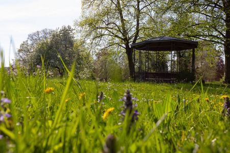 德国南部农村绿色草坪上五颜六色的春花