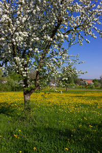 蒲公英和苹果树在德国南部乡村春日绽放的蓝天