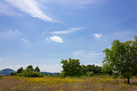 德国南部晴朗的蓝天上美丽的春天草甸花