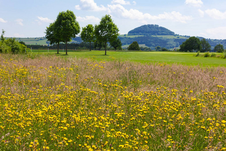 德国南部晴朗的蓝天上美丽的春天草甸花