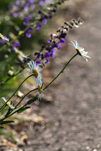 德国南部路边春天的花朵图片