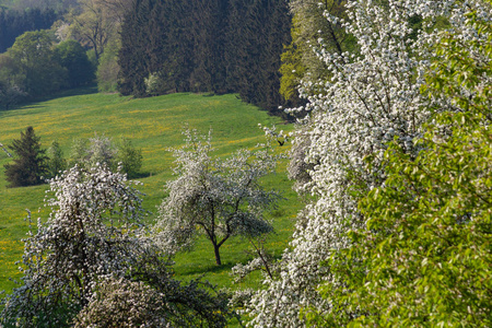 德国南部春季开花景观图片