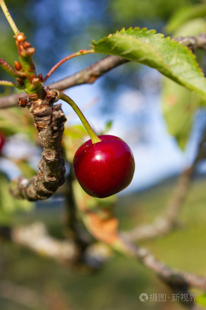 春日德国南部果园农村一枝独秀的樱桃红果实