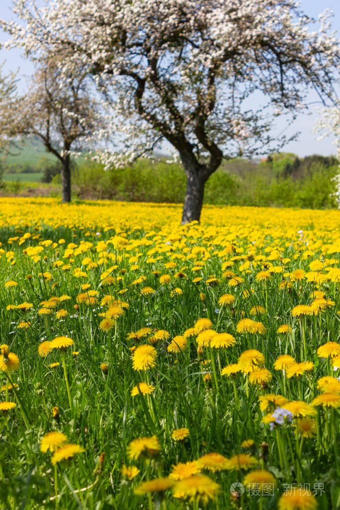 春天的花在阳光明媚的四月清晨德国南部农村