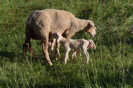 德国南部春日草甸产羊后的新生羔羊阳光明媚的傍晚