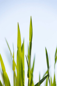 德国南部农田中的年轻玉米植株，春季，晴天，蓝天