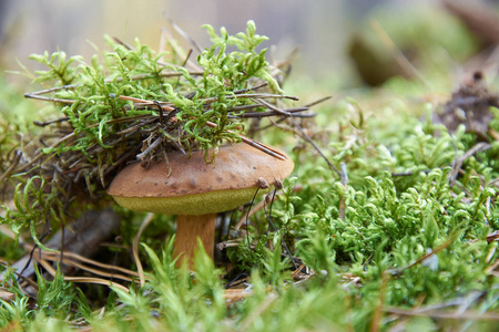 在森林中有栗色帽的蘑菇通常被称为贝布莱特湾