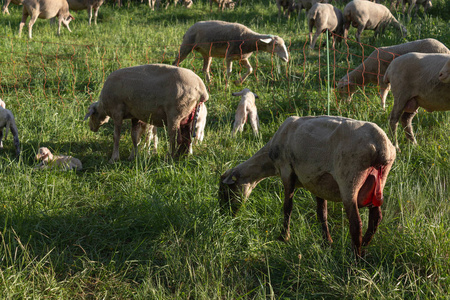 德国南部春日草甸产羊，阳光明媚