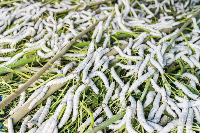 农场里的白丝虫和桑叶