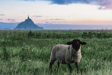 羊在草地上与蒙圣米歇尔修道院在岛上的背景诺曼底北欧日出