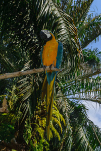 蓝黄鹦鹉坐在棕榈树前面的树枝上