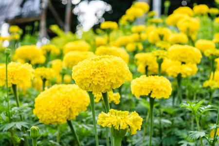 花园里的万寿菊花