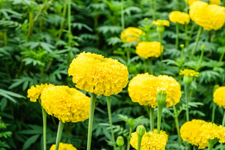 花园里的万寿菊花