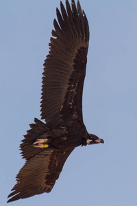 黑色秃鹫在飞行