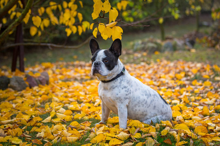 法国斗牛犬在秋天的风景波兰图片