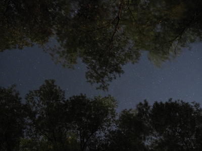 夜空繁星点点，透过树木可以看见