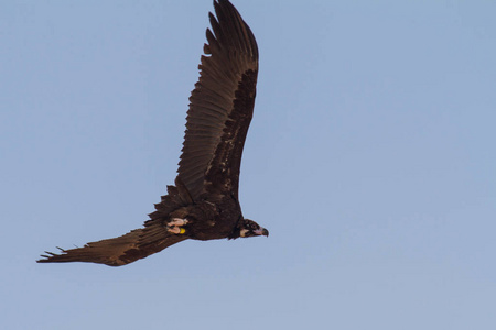 黑色秃鹫在飞行
