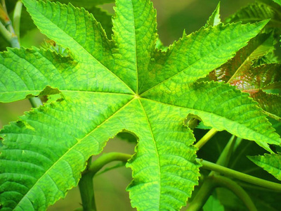 蓖麻或蓖麻油植物的叶子。 樟科。