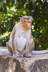 帽子猕猴是印度南部特有的栖息地，包括常绿高森林和干燥落叶林的山脉和一些东部Ghat山脉的干燥落叶林。