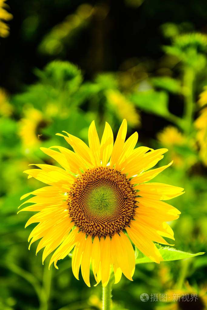 美丽的太阳花在盛开的向日葵的田野里