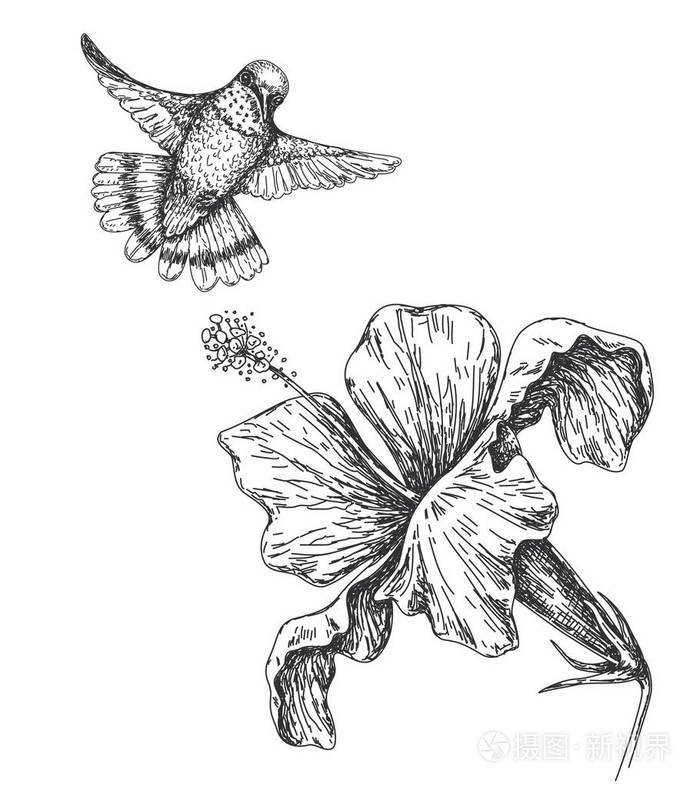 蜂鸟画画法图片