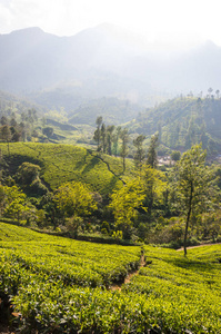 s best and renowned tea estates. There are more than 50 tea esta