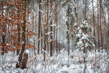 在树林里散步。 第一场雪。 秋天的颜色。 冷冷的。