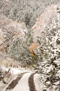 美丽的小路在第一个秋天的雪在博德斯德恩瓦利拉卡尼洛安奥拉