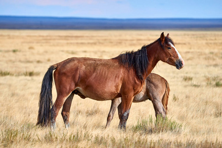 在中亚草原放牧的野马.照片
