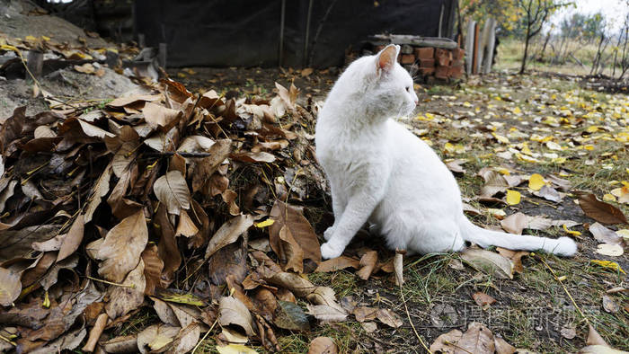 白猫坐在树叶附近秋照猫照片 正版商用图片13ylaz 摄图新视界
