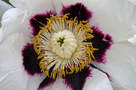 白色牡丹花，中间有紫色的特写