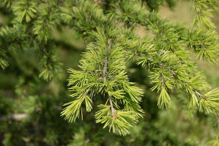 树青松自然枝条植物冷杉林圣诞常绿云云杉针叶春季大夏季节叶背景灌木特写木松树