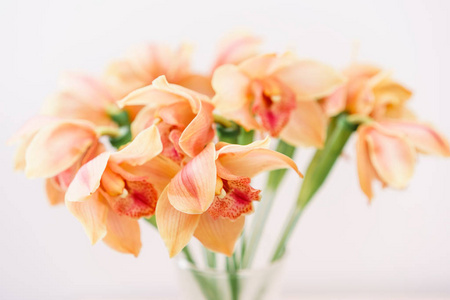 美丽的浅橙色的兰花石斛花。美丽的异国情调的日本花园花卉, 热带兰花盛开