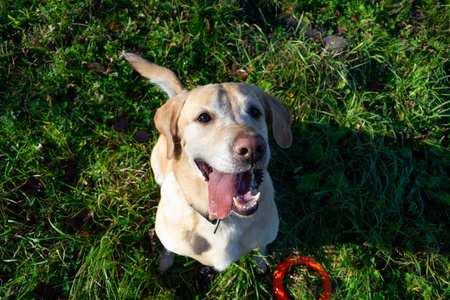 咬你的舌头图片