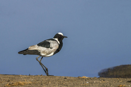  Specie Vanellus armatus family of Charadriidae