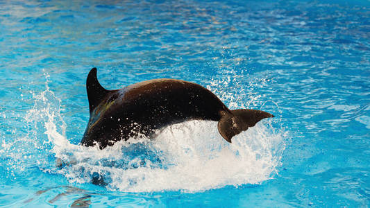 海豚潜入大海,特写.照片