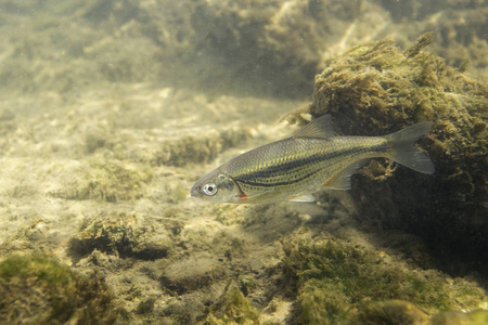 淡水鱼riffleminow(alburnoidesbipunctatus)水下摄影.