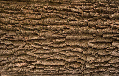 一种带有绿色苔藓的树的褐色树皮的浮雕纹理。树皮纹理的水平照片。缓解老橡木树皮的创造性纹理。