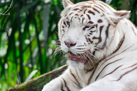 一张白色老虎或孟加拉虎的特写照片，盯着某人看，显示出对某人的兴趣。绿色背景的彩色野生动物照片